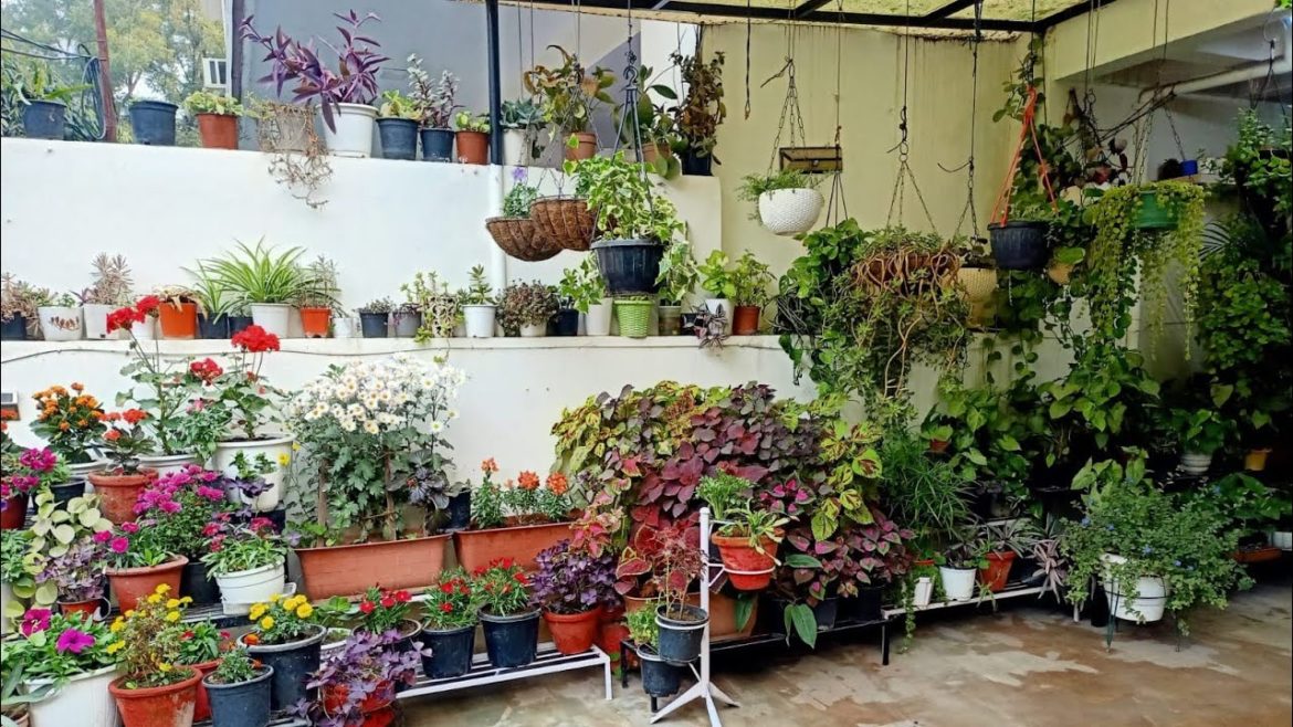 Winter garden overview - Some flowering & Perennial Plants