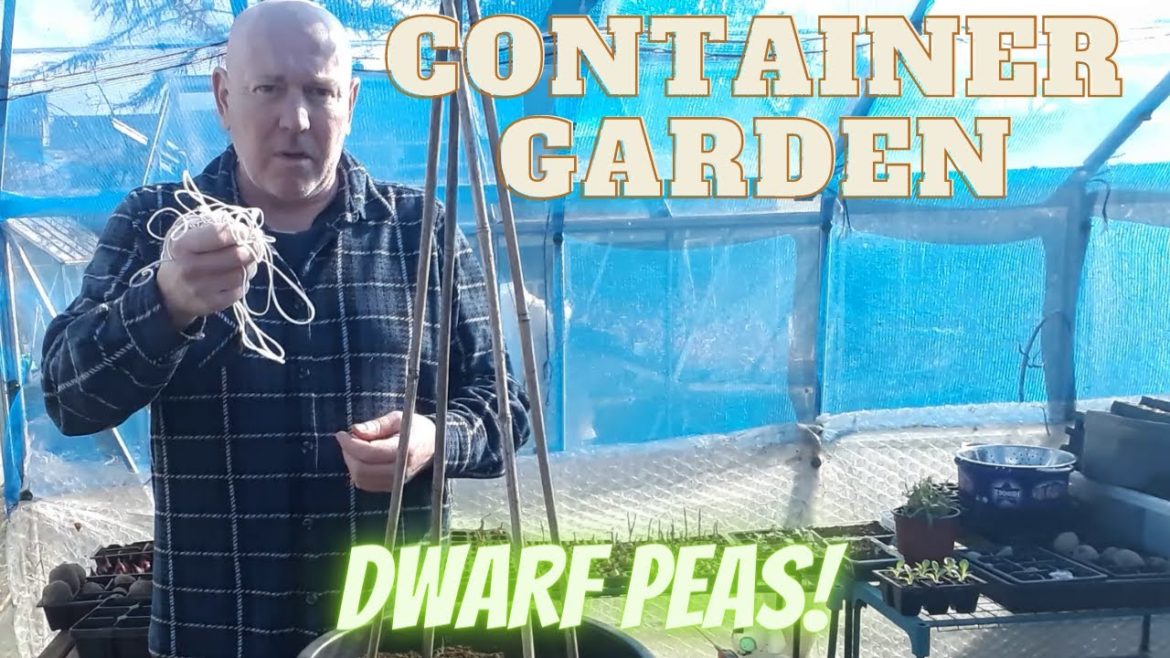 Container Garden [Gardening Allotment] [Home Growing Veg & Flowers]