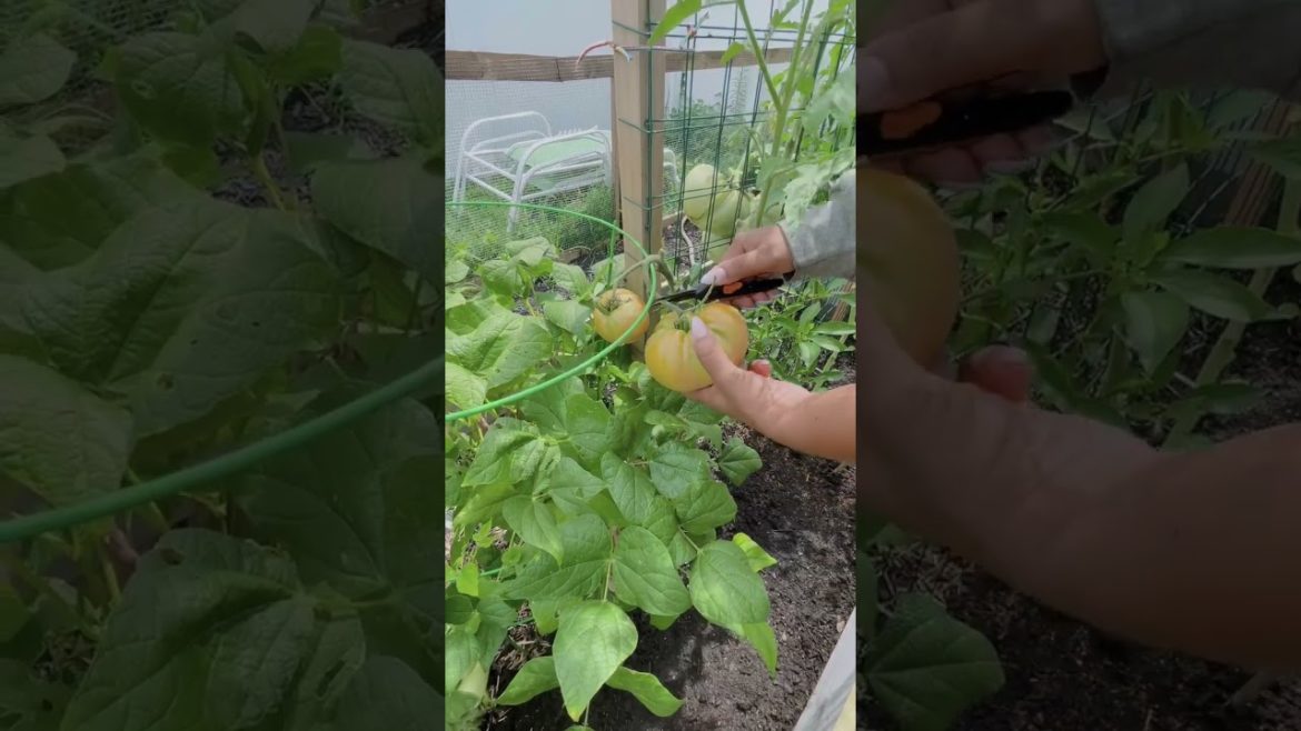 Fitting as Many Tomatoes as Possible into My Backyard - Garden Vlog #shorts #gardening #gardener