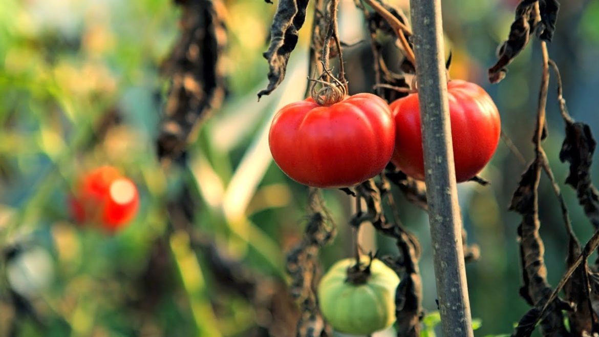 Portland Edible Gardens: Episode 8: TOMATOES