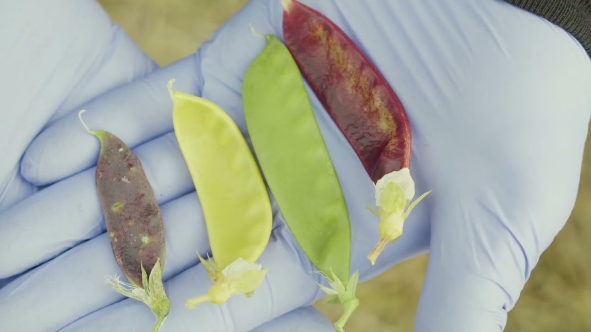 In Season Now | Snow Peas