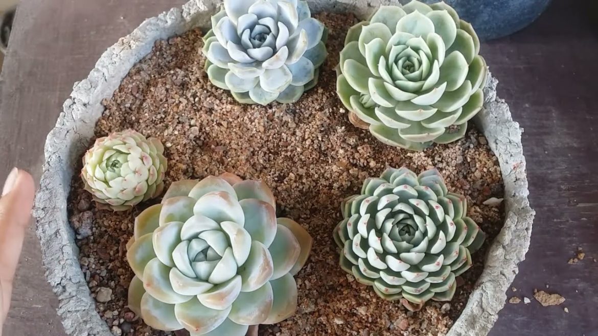 || WHAT IF THE ARRANGEMENT IS NOT ARRANGED ACCORDING TO DIRECT / INDIRECT SUNLIGHT | HOW TO FIX IT |