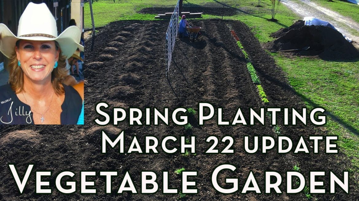 North Texas Vegetable Garden Update – Spring Planting March 22 North Texas Vegetable Garden Update - Spring Planting March 22