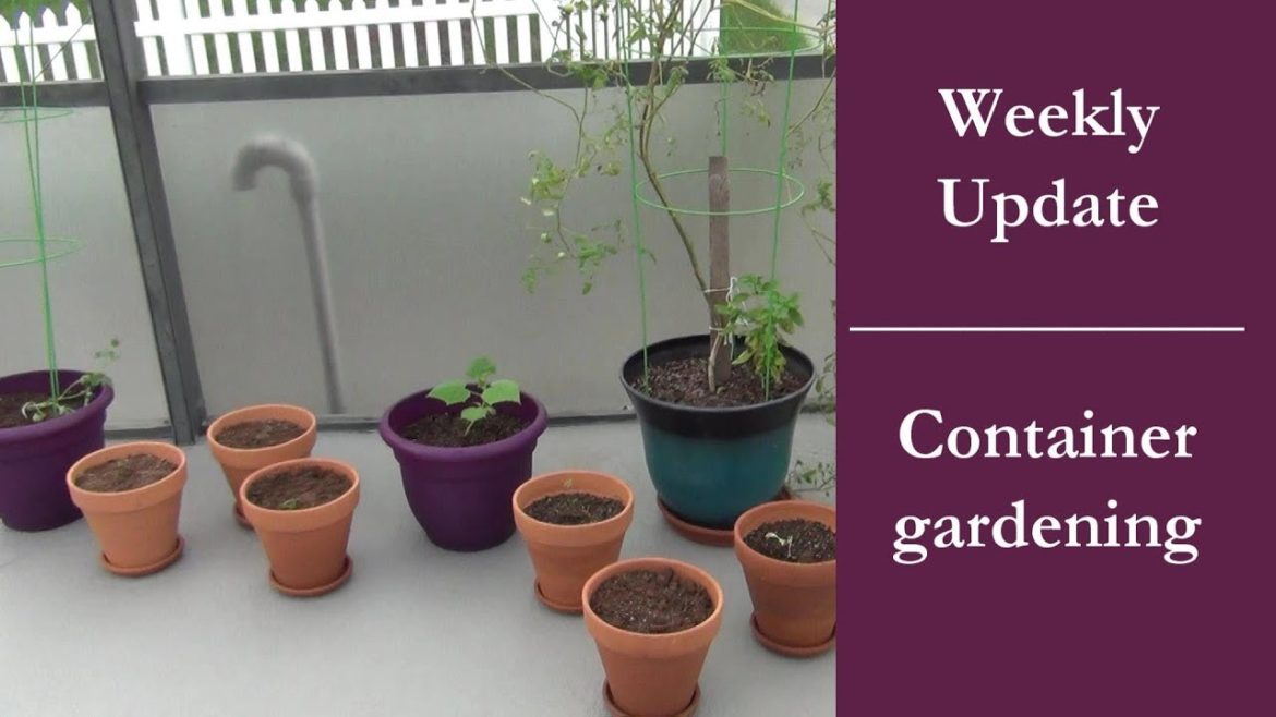 Making a container garden