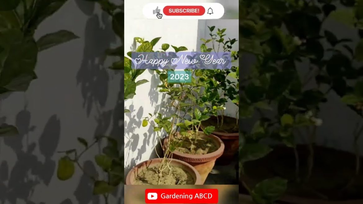 Happy New Year 2023 Resolution  #tulsi#basil#gardening#organicgardening#shorts#short#viral#trending