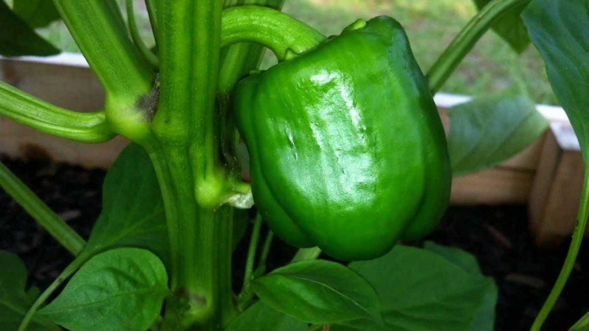 My Container Garden - 5/30/12 - (melons,tomatoes,peppers!)