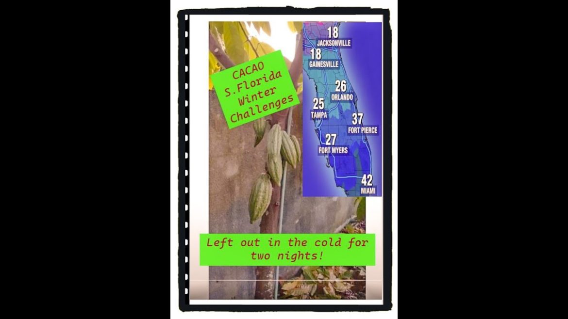 Cacao Tree Florida Winter Blast
