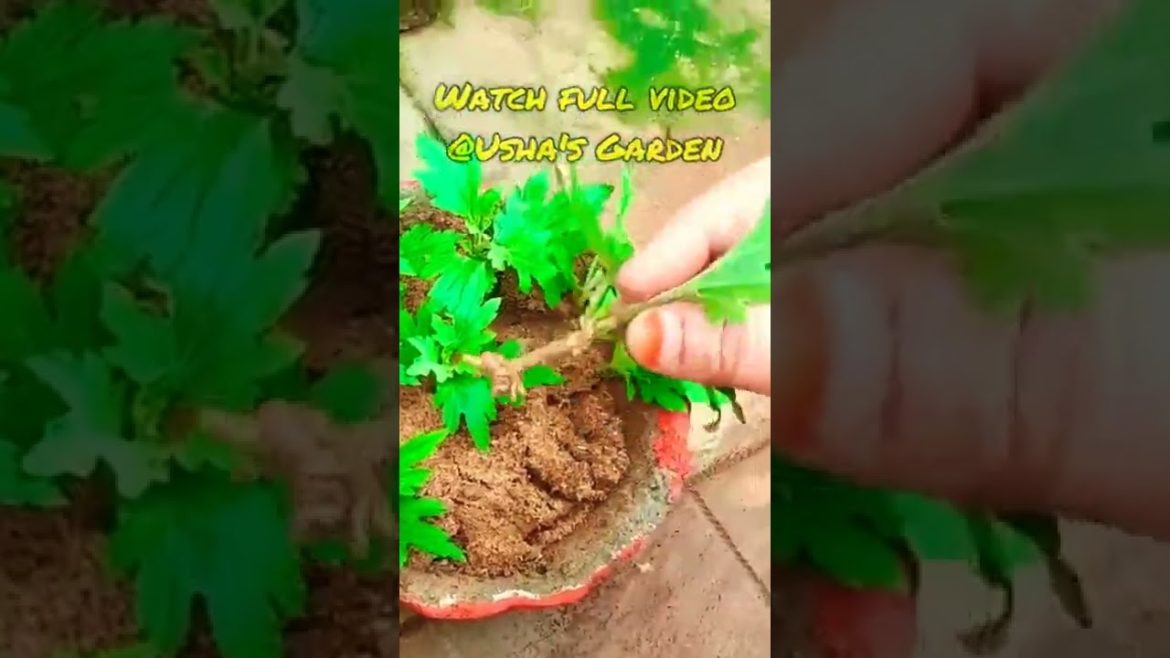 #చేమంతికొమ్మలు #cutting #Chrysanthemum #guldaudi #chrysanthemums #ushasgarden #gardeningtips #garden #చేమంతికొమ్మలు #cutting #Chrysanthemum #guldaudi #chrysanthemums #ushasgarden #gardeningtips #garden