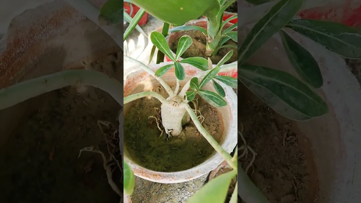 My Small Beautiful Home Garden Raining In My Backyard EP - 601 #shorts #garden