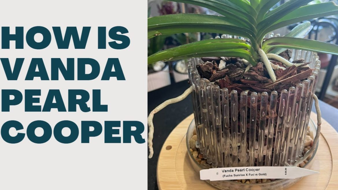 Update on Vanda Pearl Cooper: Viewer request on an update for V. Pearl Cooper Update on Vanda Pearl Cooper: Viewer request on an update for V. Pearl Cooper