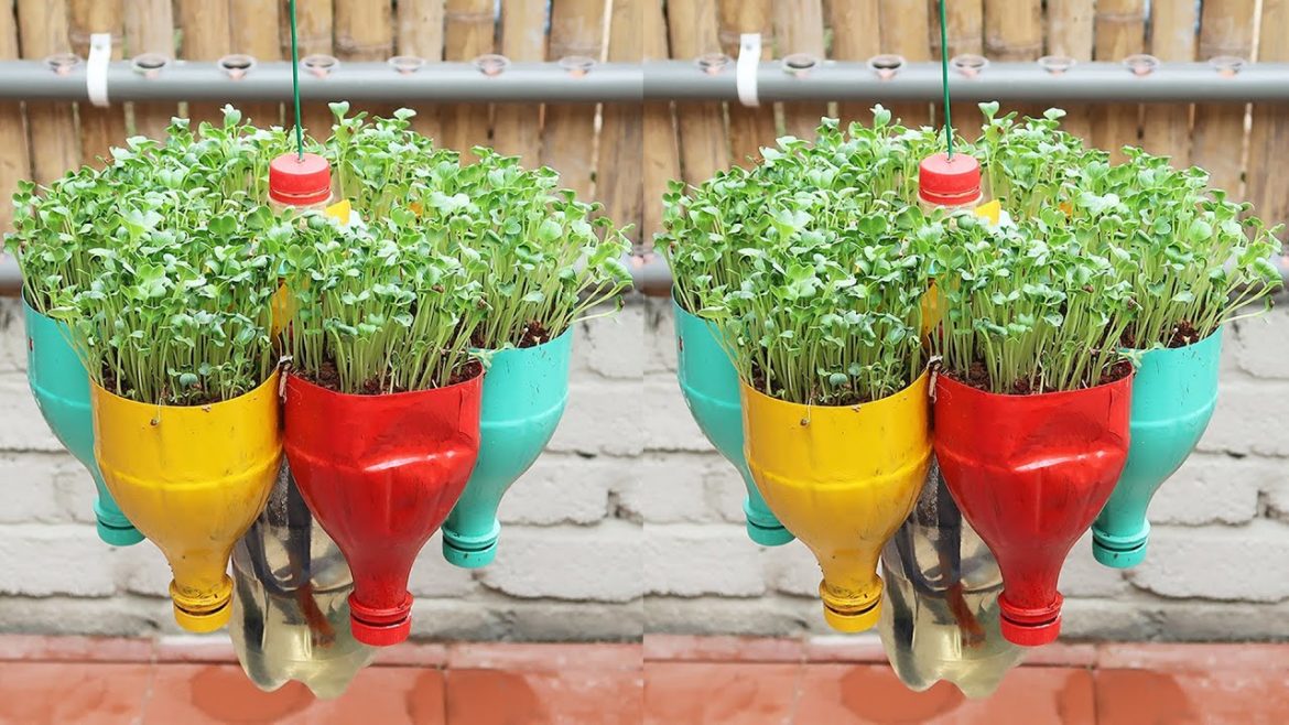 Homemade vegetable garden | Awesome automatic watering hanging garden ideas