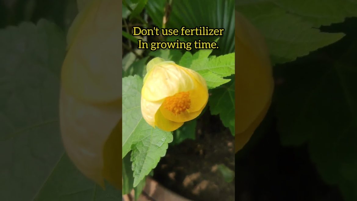 Chinese Lantern Hibiscus 🌱#shorts 🌷grown by cutting 🍂tips for more flowering.