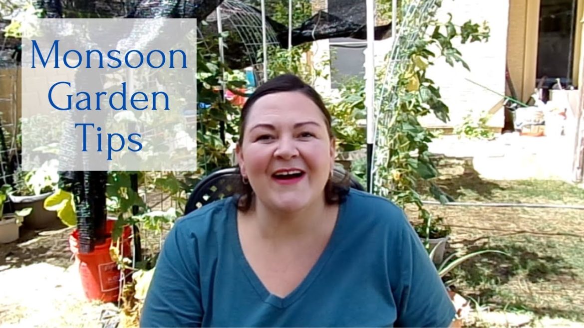 Monsoon Gardening Tips  Summer Desert Garden Monsoon Gardening Tips  Summer Desert Garden