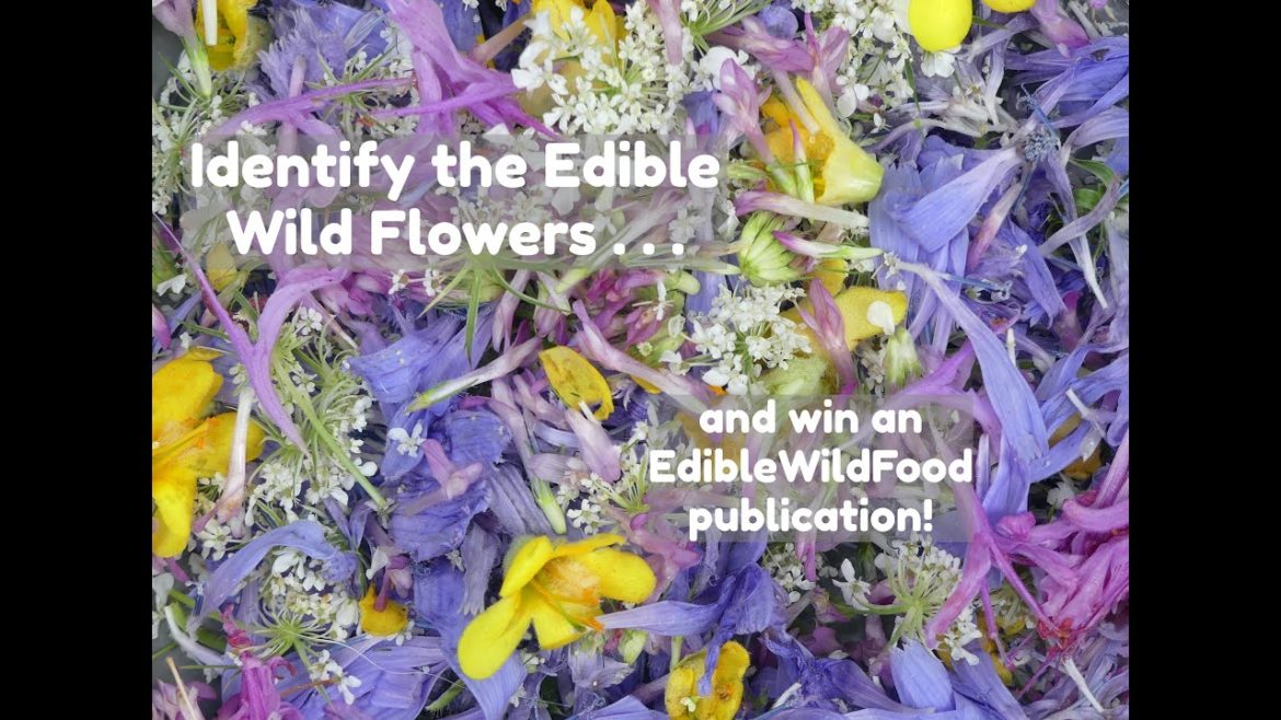 Identify Edible Wild Flowers