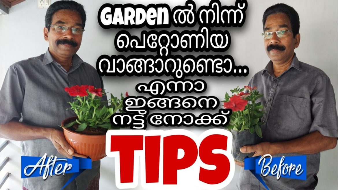 PETUNIA GARDEN PLANT | Petunia Care | Petunia new collection | Double petunia | Flower plant | Gems