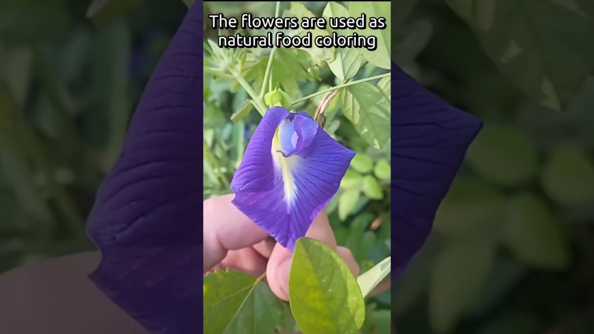 #shorts Add This Plant To Your Edible Landscape # 9 of 9