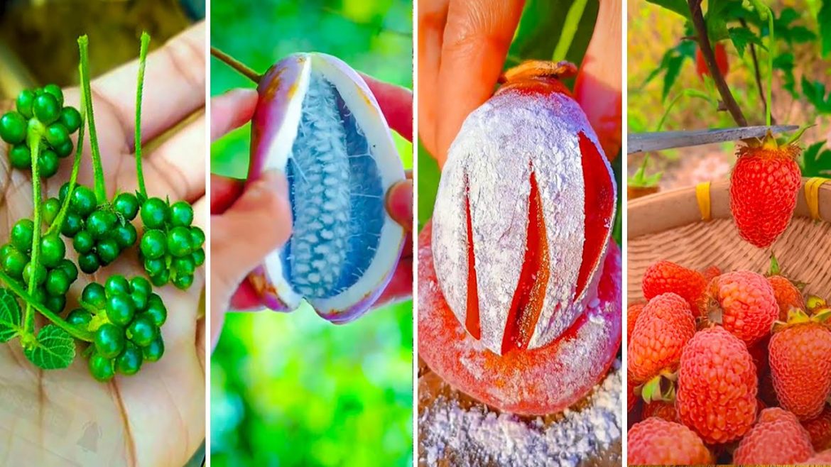 🍓🍇The Most Popular Fruit In The World!🥝🍒🥭 05