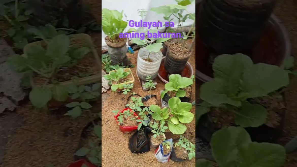 Munting gulayan sa aming bakuran. Vegetable gardening. #shorts