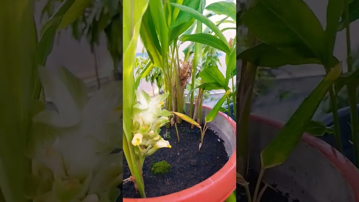 3 REMPAH WAJIB – JAHE KUNYIT LENGKUAS – Panen Daun Kunyit untuk Gulai 3 REMPAH WAJIB - JAHE KUNYIT LENGKUAS - Panen Daun Kunyit untuk Gulai