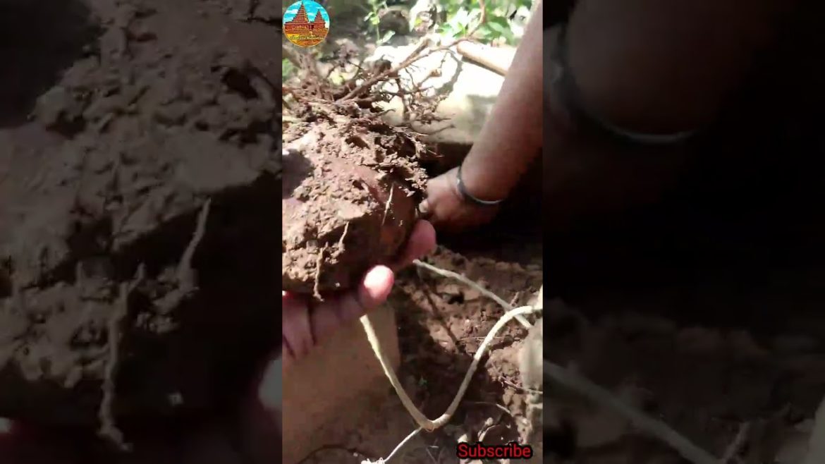 செலவே இல்லாத Air potato அறுவடை செலவே இல்லாத Air potato அறுவடை
