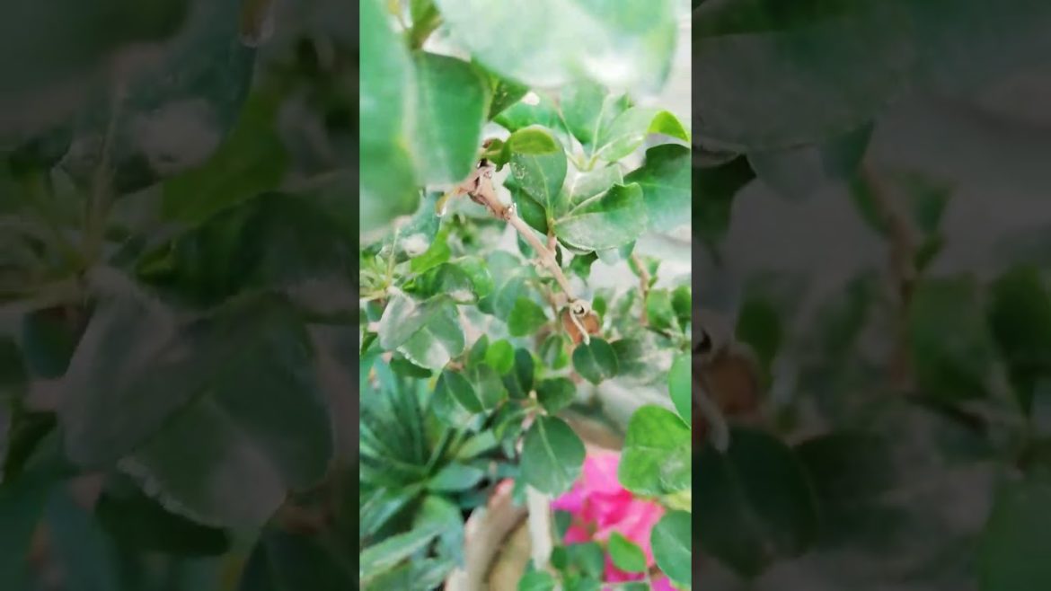 My Small Beautiful Home Garden Raining In My Backyard EP - 630 #shorts #garden