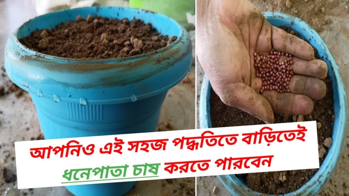 টবে ধনেপাতা চাষ পদ্ধতি । Coriander Cultivation in Pot । Winter Vegetable Gardening ।