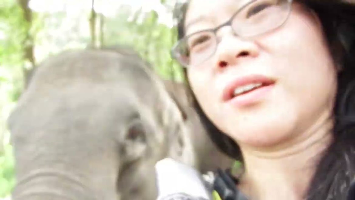 Fierce Fridays: Selfie elephant feed ! in Asian Elephant Sanctuary Thailand Fierce Fridays: Selfie elephant feed ! in Asian Elephant Sanctuary Thailand
