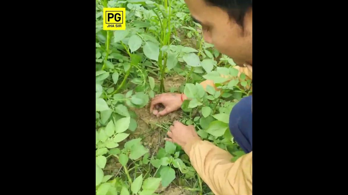 How to Grow Potatoes || Potatoes Plant care #vegetables #garden #gardening #potatoes #plants #nature