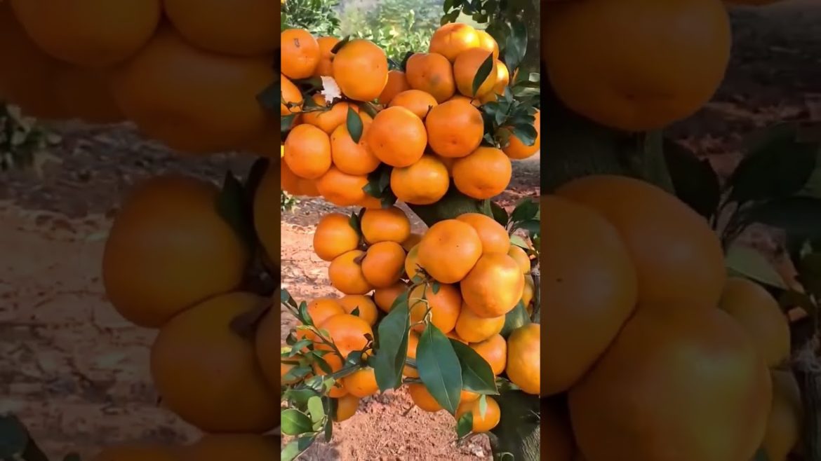 Grow Mandarin super fruit