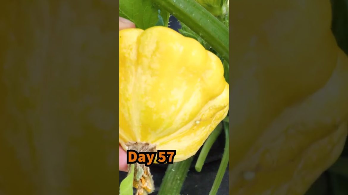 Growing Summer Squash from Seed to Harvest in Containers or Growbags (Patty Pan)