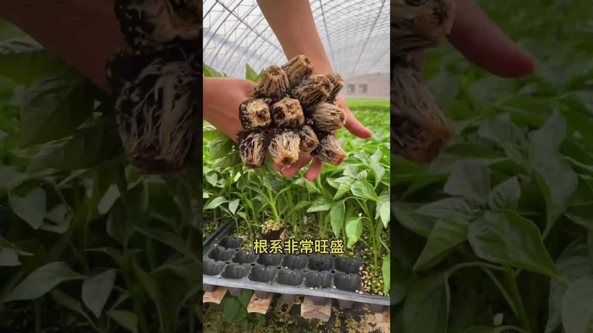 how to growing vegetable #natural #satisfying how to growing vegetable #natural #satisfying