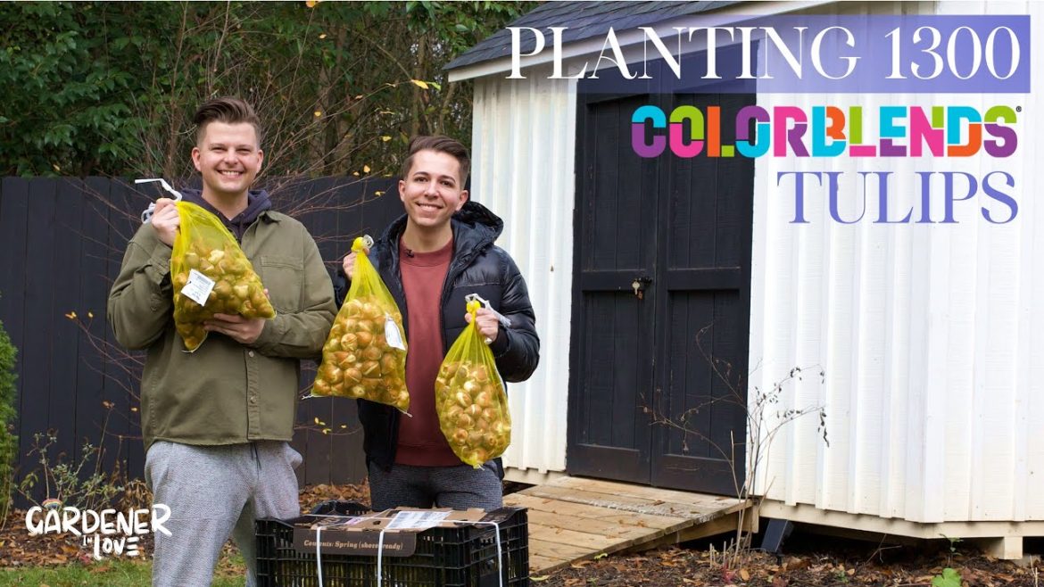 Planting 1,300 Tulips in Our Urban Garden | Gardener in Love