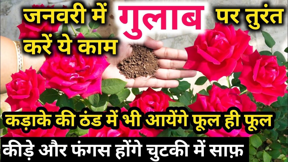 जनवरी में गुलाब पर ये काम करना कभी न भूलें.January month care & fertilizer for rose plant. जनवरी में गुलाब पर ये काम करना कभी न भूलें.January month care & fertilizer for rose plant.