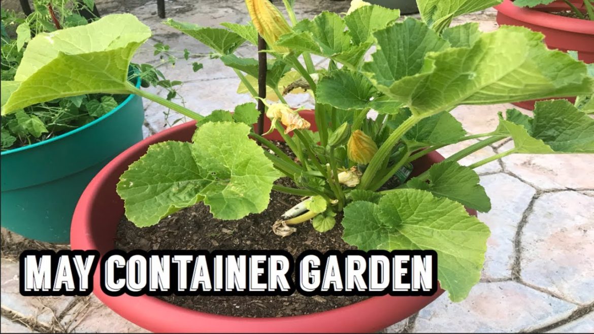 May 2020 Container Garden Tour / Dollar Tree Garden Pest Control