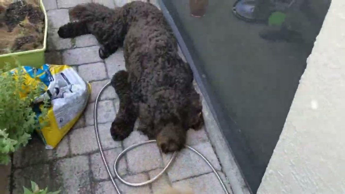 NEW Tomato Tree 🍅 🌳 + Florida Container Garden Tour - May