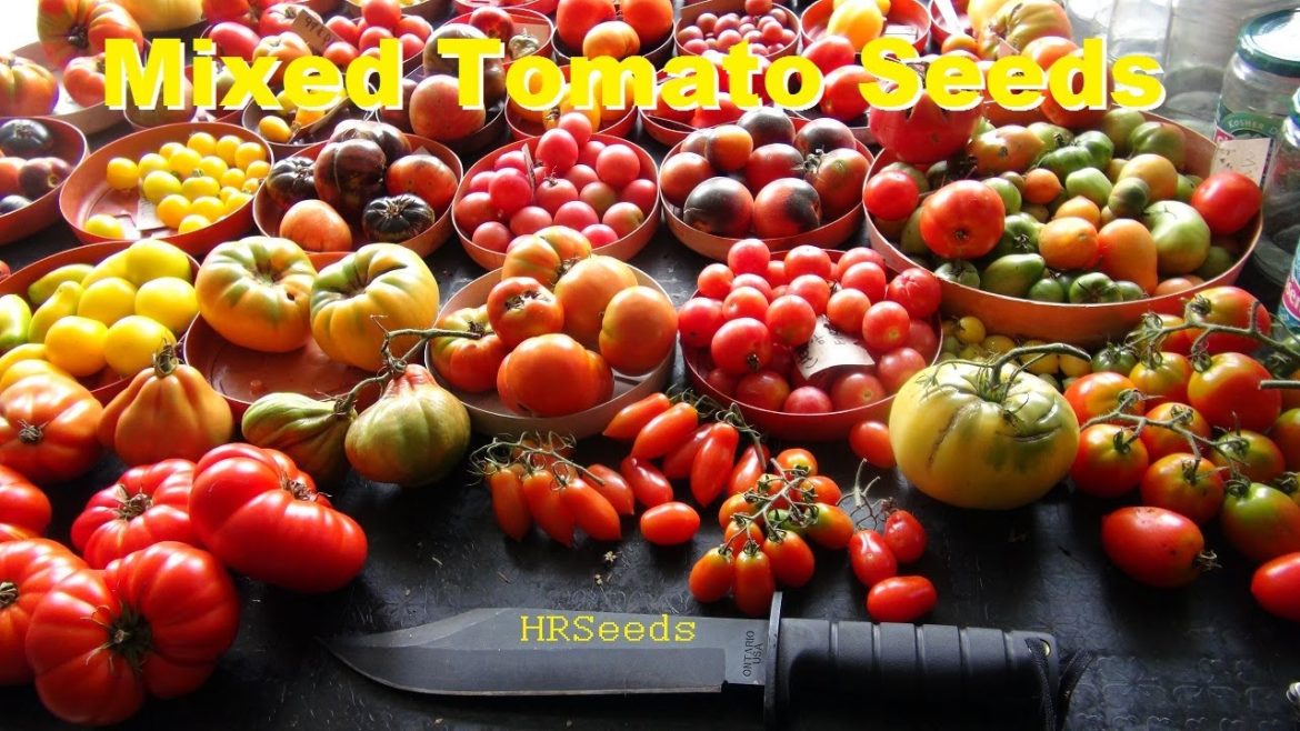 Mixed Tomato Seeds | Best seller | HRSeeds.com