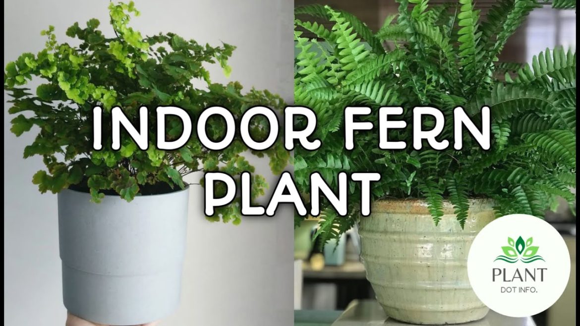 🟢BEST INDOOR FERN PLANT VARIETIES / FERN PLANT VARIETIES WITH NAME/🍁#Plantdotinfo27🍁
