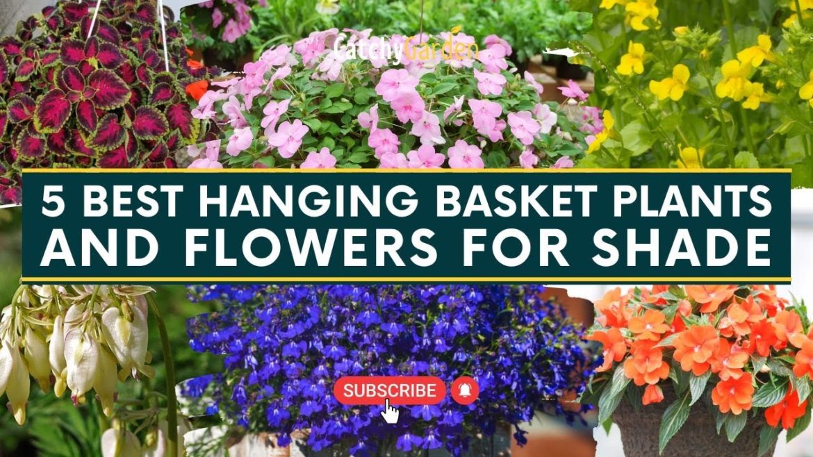 5 Best Hanging Basket Plants & Flowers for Shade πΊπ± // Gardening Tips 5 Best Hanging Basket Plants & Flowers for Shade πΊπ± // Gardening Tips
