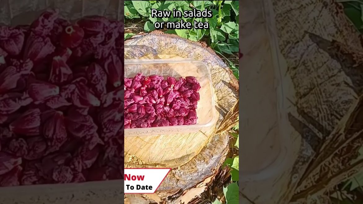 #shorts Edible Landscape Flowers For Florida Homesteaders