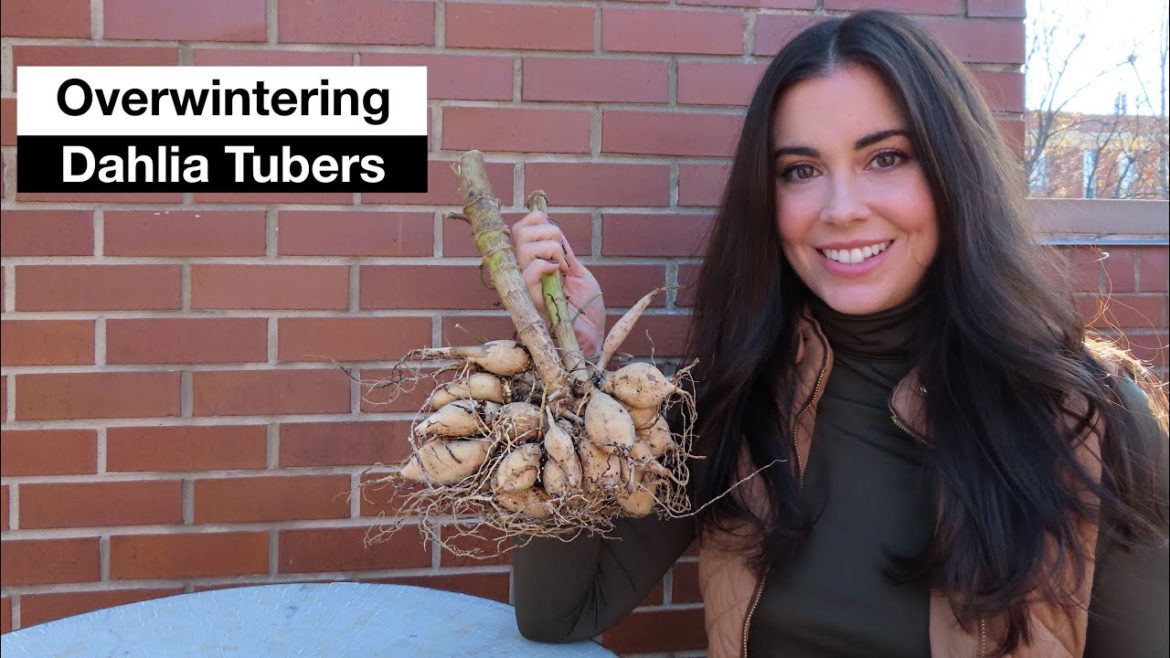 Testing Two Ways to Overwinter Dahlias | Container Gardening