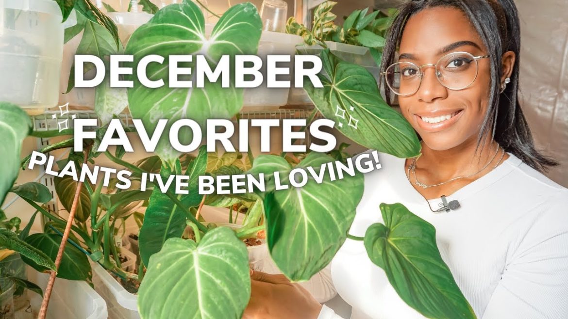 December Plant Favorites | Plants I've Been Loving! | December Plant Favorites | Plants I've Been Loving! |