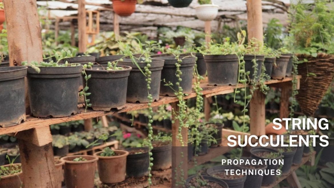 Propagation and Plant Care of these fascinating "String Succulents".