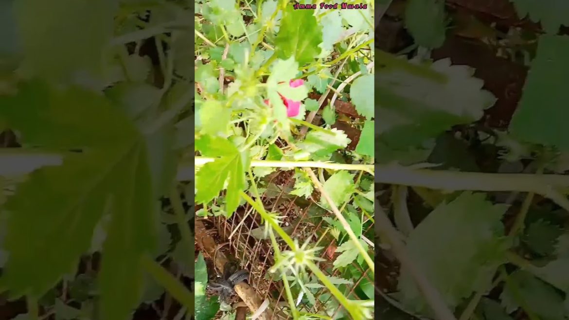 Idhu Chembaruthi poo 🌺 illa #shorts #short #youtubeshorts #trending #viral #shortvideo #yt #ytshort