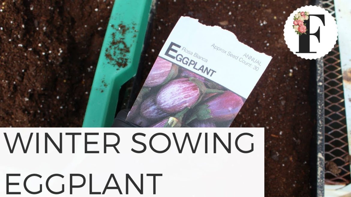 Winter Sowing Eggplants in Unheated Greenhouse - Vegetable Gardening for Beginners