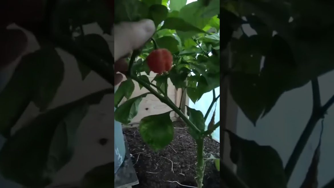 DÜNYANIN EN ACI BİBERİ!!!