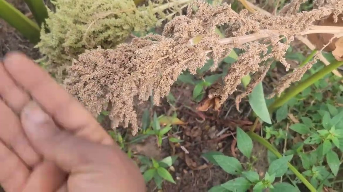 update of my backyard garden