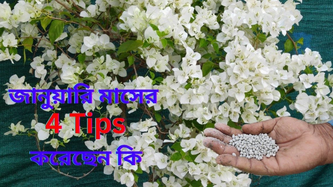 জানুয়ারি মাসের বোগেনভিলিয়া 4 Tips করেছেন কি ? #bougainvillea জানুয়ারি মাসের বোগেনভিলিয়া 4 Tips করেছেন কি ? #bougainvillea