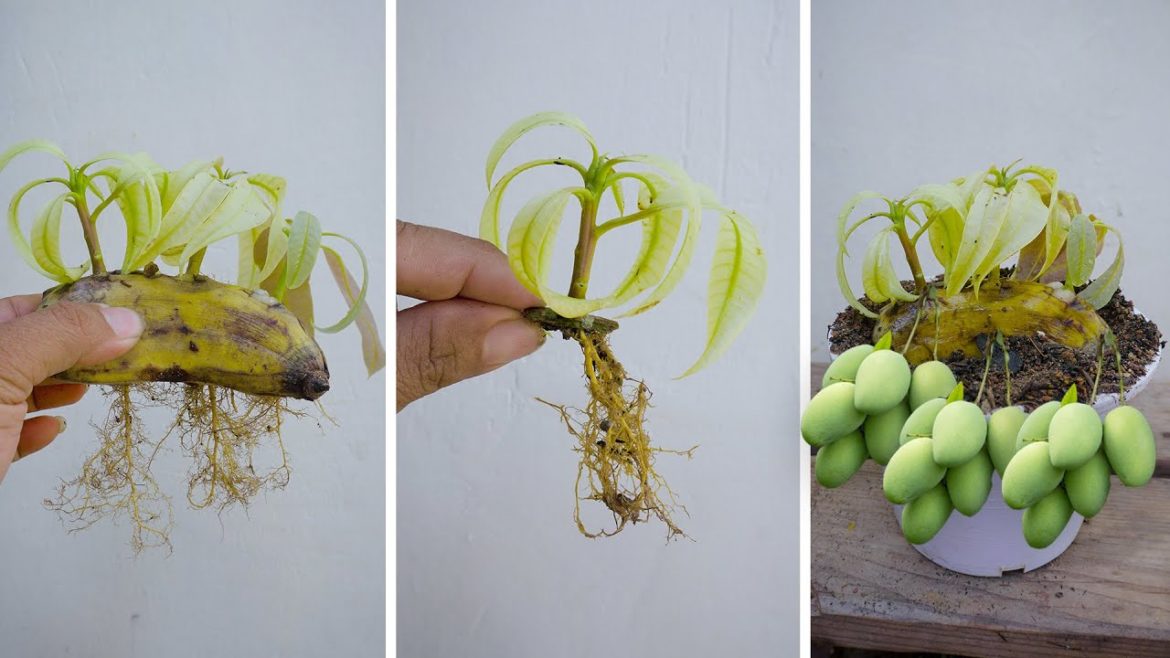 Unique Skill Propagation Mango Tree Growing Fast Use Banana Fruit New Mango grafting Technique Unique Skill Propagation Mango Tree Growing Fast Use Banana Fruit New Mango grafting Technique