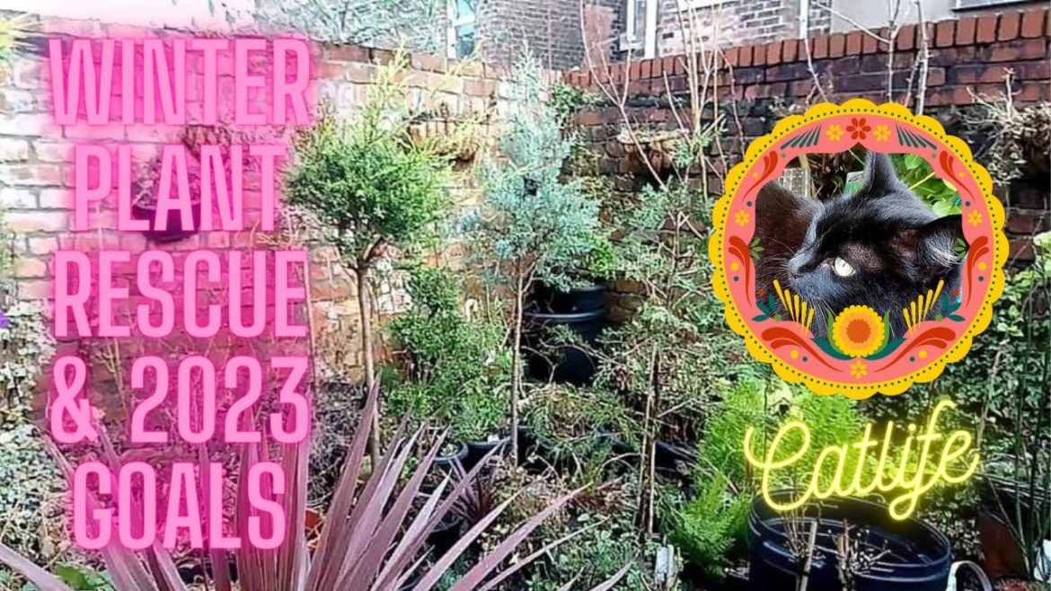 NEW YEAR GOALS & WINTER PLANT RESCUE WITH MY CAT 2023 #funny #lifestyle #vlog #containergardening NEW YEAR GOALS & WINTER PLANT RESCUE WITH MY CAT 2023 #funny #lifestyle #vlog #containergardening