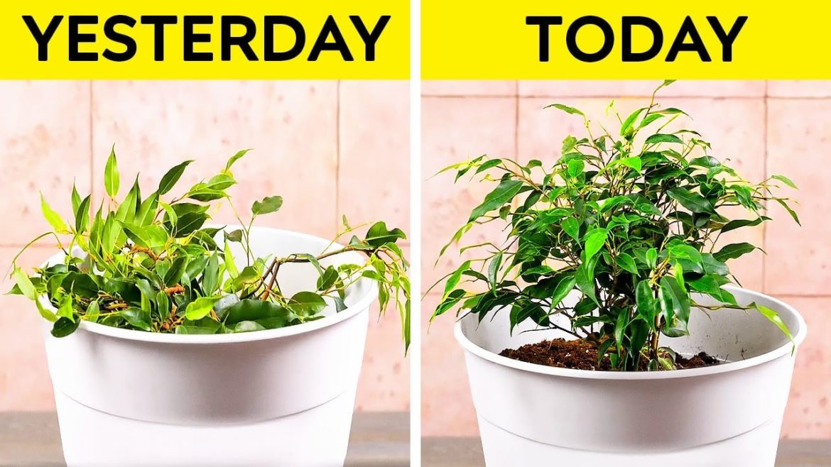 Best Gardening Hacks To Make Your Plants Grows Faster 🌱☘️